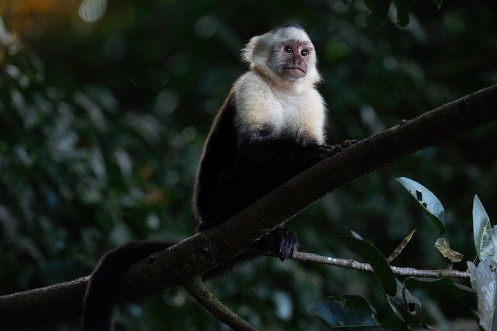 モンテベルデのクリカンチャ保護区での自然史ツアー
