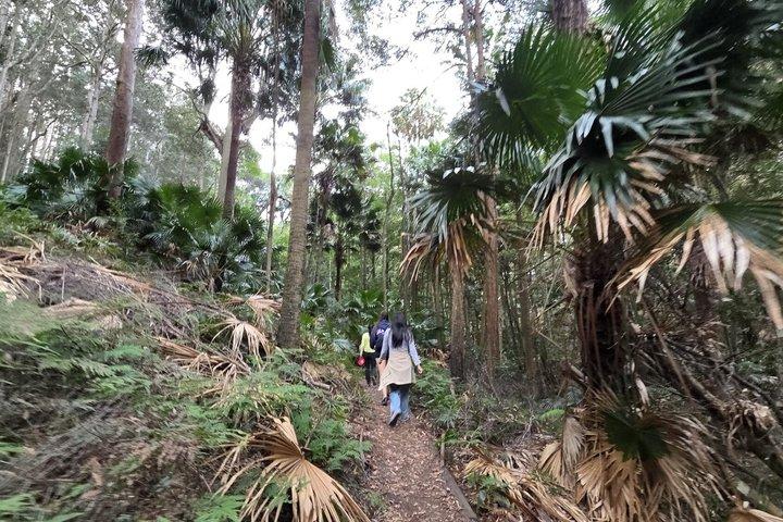 Sydney: Royal National Park Small Group Hike, Swim, Picnic