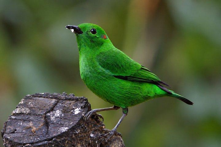 Mindo Cloud Forest: Hummingbirds, Birding & Waterfalls | Private