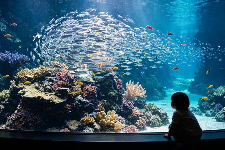 Sydney Aquarium Sharks Dugongs and Ocean Wonders