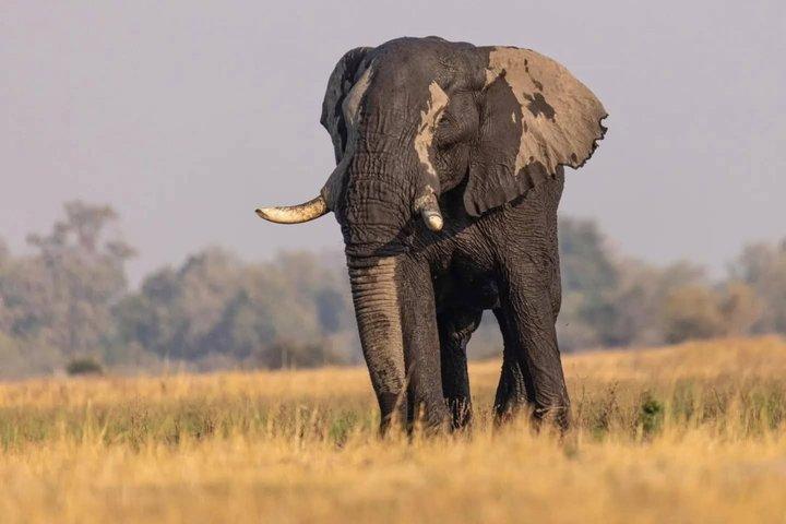 Heldagstur till Chobe nationalpark