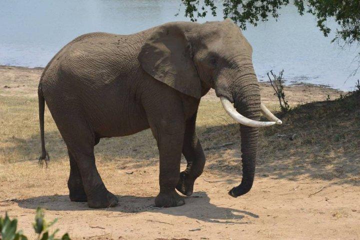 Heldagstur till Chobe nationalpark