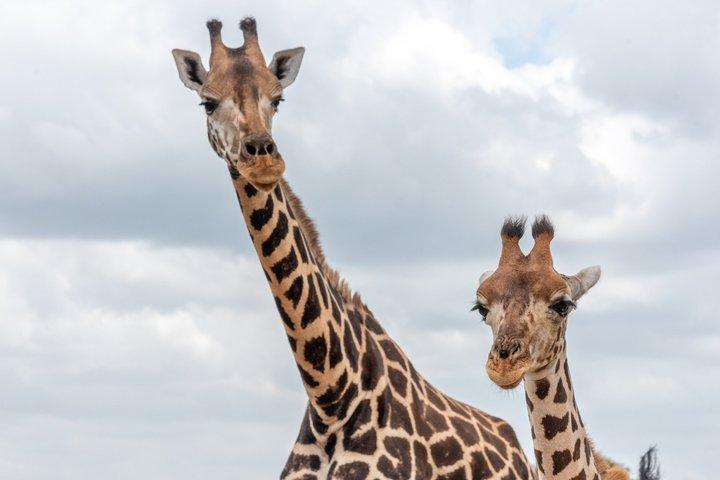 Heldagstur till Chobe nationalpark