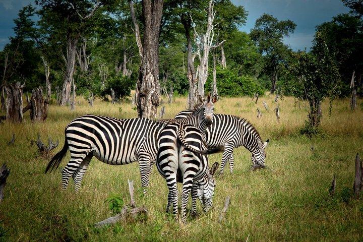 Heldagstur till Chobe nationalpark