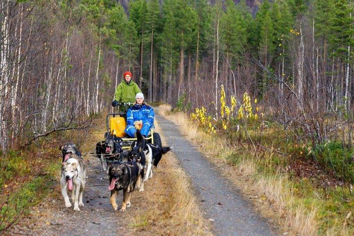 Private Husky-Tour: Fahren oder Mitfahren – 2 Std. von Tromsø