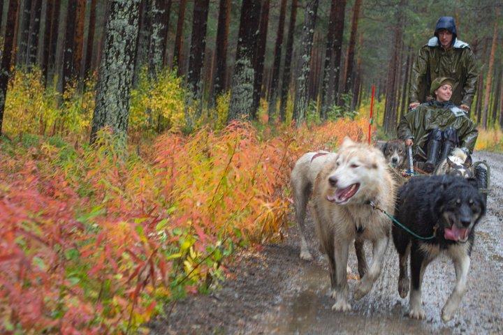 Private Husky-Tour: Fahren oder Mitfahren – 2 Std. von Tromsø