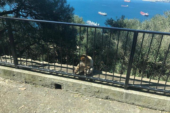 コスタ・デル・ソル発、ジブラルタルへの日帰り旅行（岩石ツアー付き）