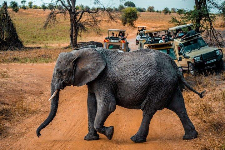 Chobe National Park Day Tour with Game Drive and Boat Safari
