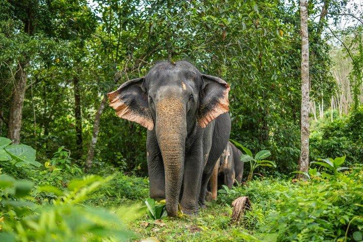 Phuket Elephant Observation Hour and Canopy Walk