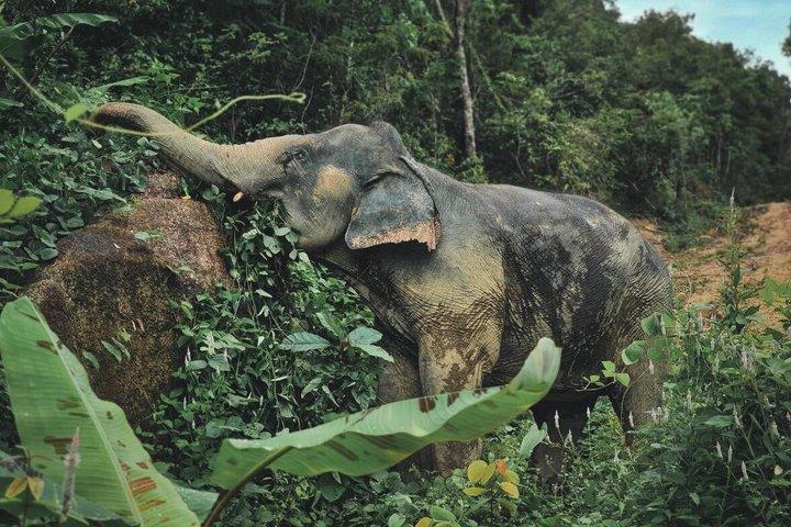 Phuket Elephant Small Group Immersion and Canopy Walk