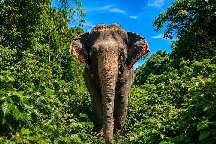Phuket Elephant Small Group Immersion and Canopy Walk