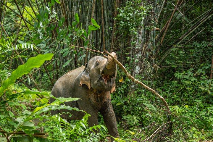 Phuket Elephant Small Group Immersion and Canopy Walk