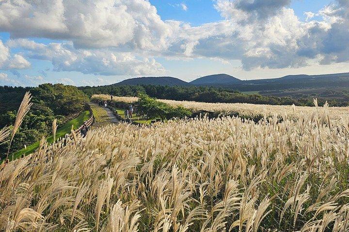 済州ウド島、城山とみかん狩りツアー