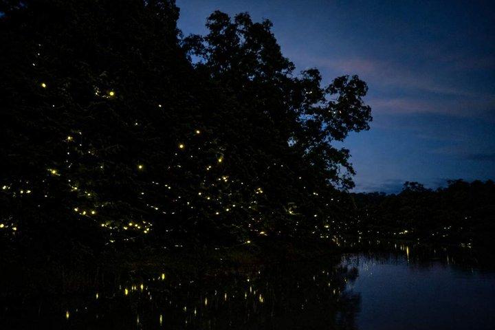 Kawa Kawa River Safari: Proboscis Monkeys, Sunset & Fireflies