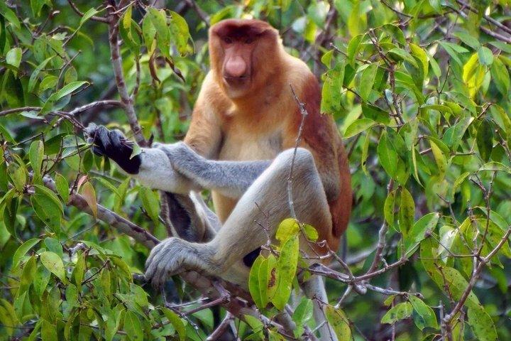 Kawa Kawa River Safari: Proboscis Monkeys, Sunset & Fireflies