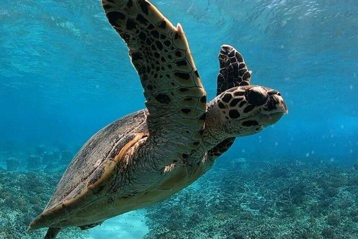 プライベートのギリ・エア、メノ、トラワンガンでのウミガメスポットでのシュノーケリング