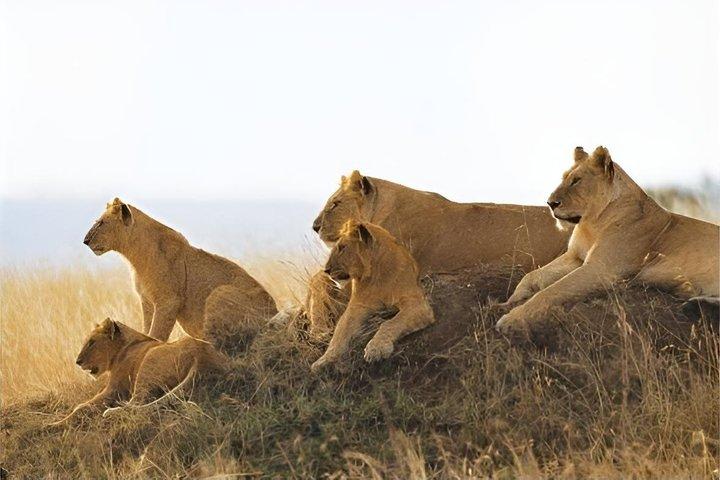 Safari de 3 días en el Parque Nacional Mikumi desde Zanzíbar en tren SGR