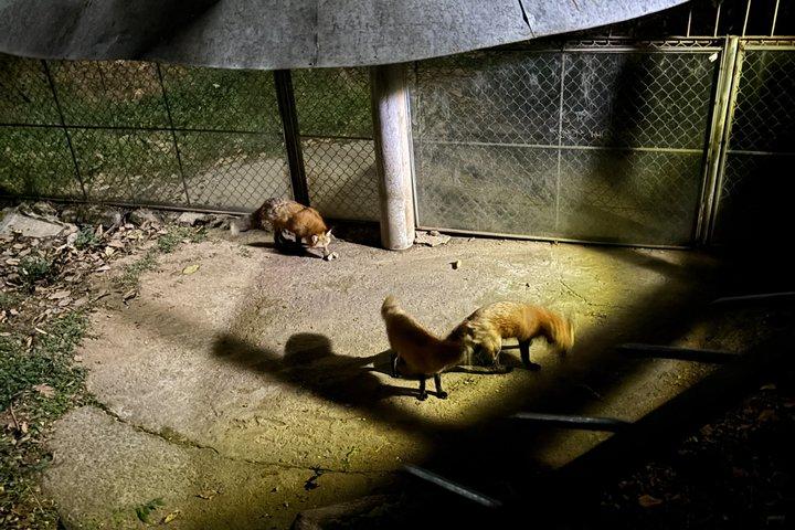 ホーチミン市サイクリングとサイゴン動物園ナイトツアー