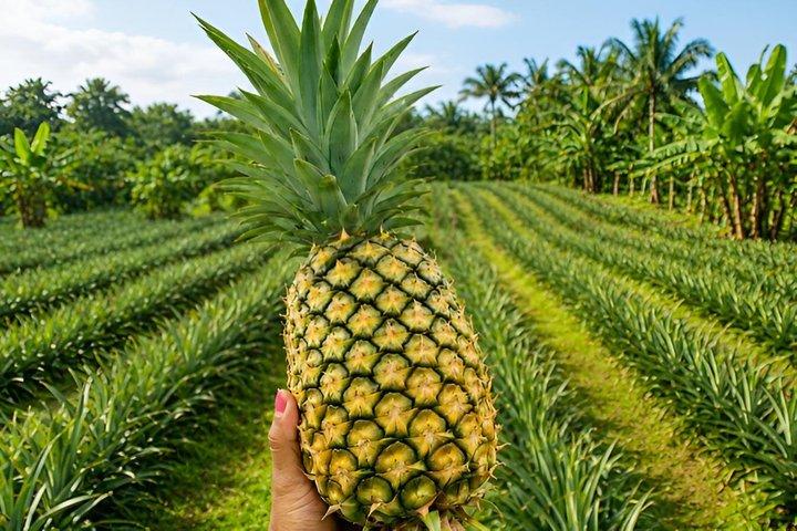 Experiencia de Recolección y Degustación de Piña en Acra
