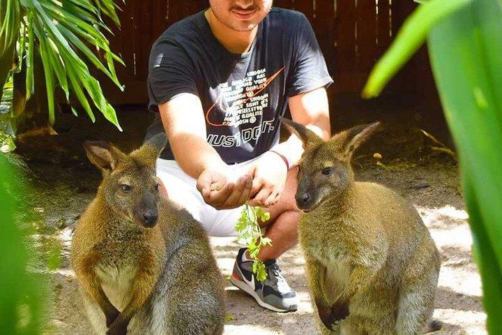 ジャングルアイランド動物との遭遇チケット(一般入場付き)