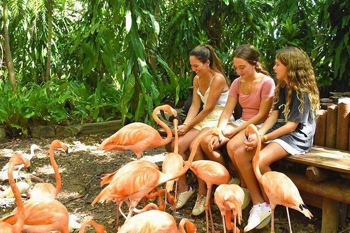 Biljett till djurmöten på Jungle Island med allmän inträde