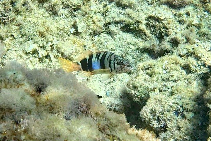 コスタ ブラバ プラヤ デ アロでのガイド付きカヤックとシュノーケリング ツアー