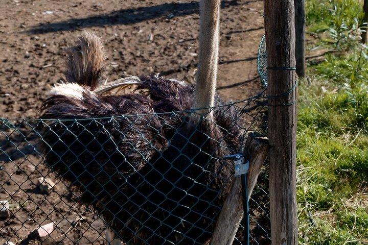 カート田園地帯ツアー ワインと農場での食事付き