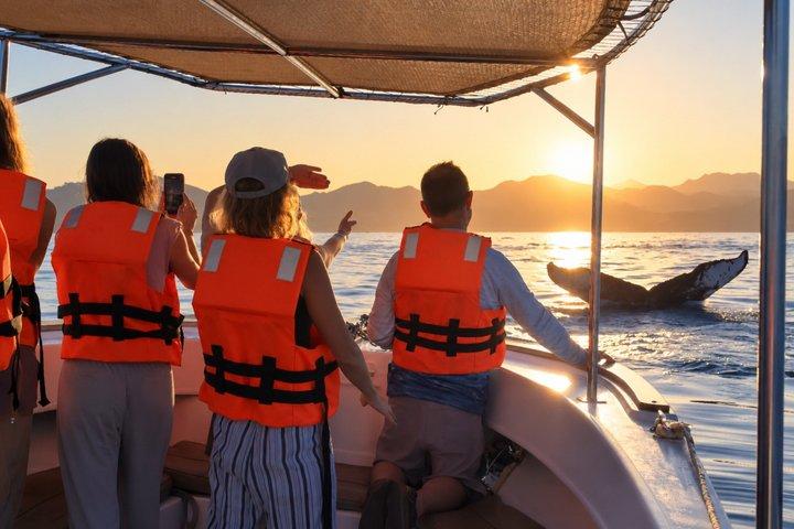 Private Sunset Whale Watching Tour in San José del Cabo