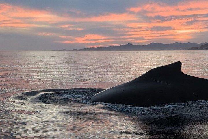 サンホセ・デル・カボでのプライベートサンセットクジラウォッチングツアー