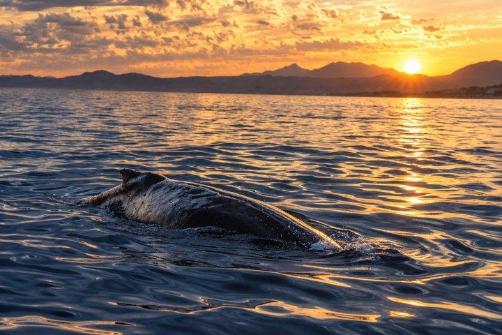 サンホセ・デル・カボでのプライベートサンセットクジラウォッチングツアー