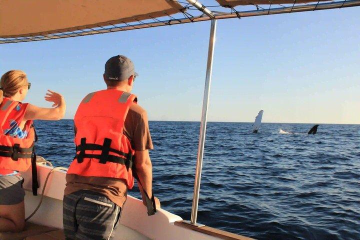 サンホセ・デル・カボでのプライベートサンセットクジラウォッチングツアー