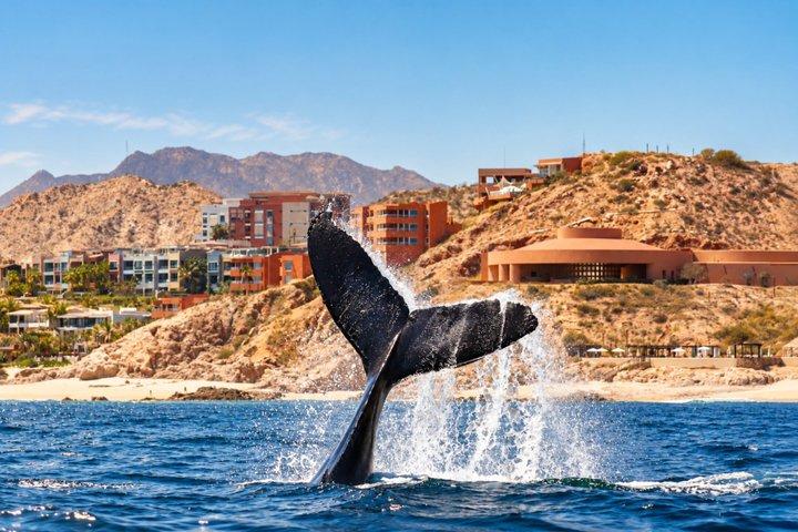 サンホセ・デル・カボでのプライベートサンセットクジラウォッチングツアー