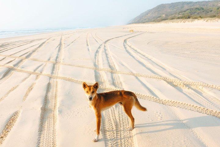 K'gari（フレイザー島）オールインクルーシブ日帰りツアー