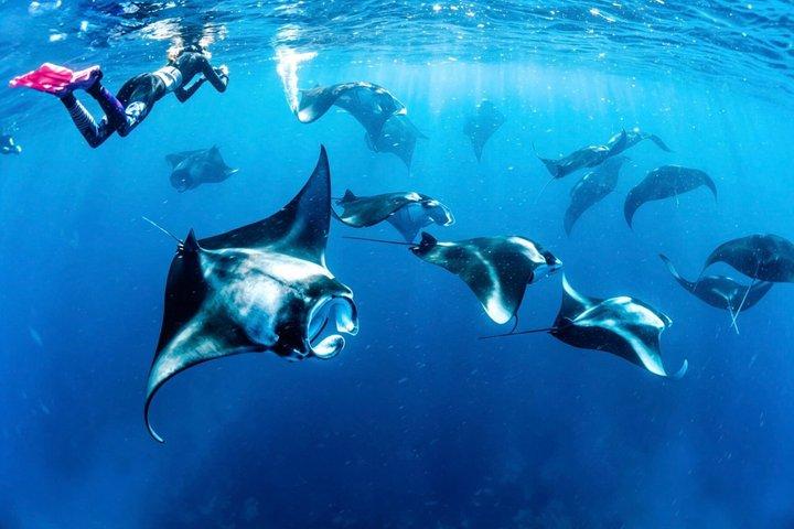 Bali: Nusa Penida Privat Båd Snorkling & Landstur