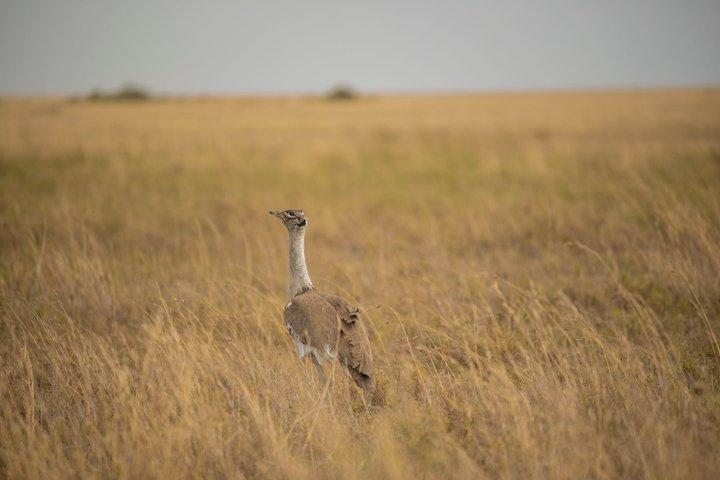4 Days Tarangire Serengeti and Ngorongoro Mid Range Group Safari