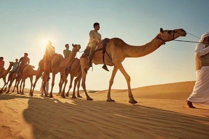 馬とラクダの乗馬 マルサアラム