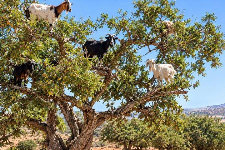 Taghazout Goats in Trees Experience & Souk El Had Market Visit