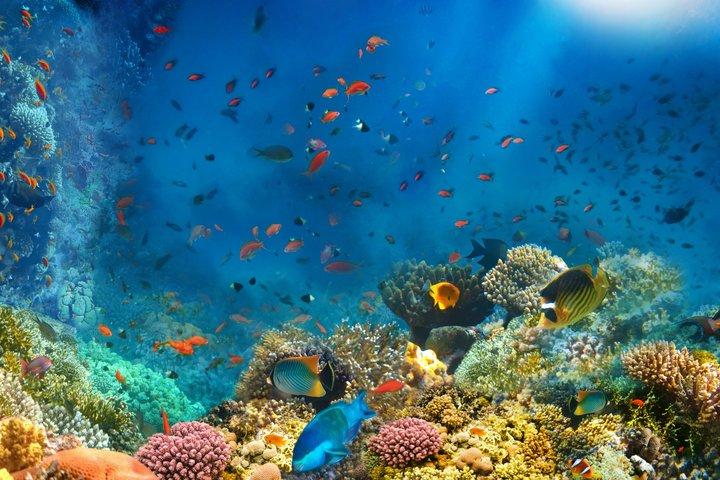 Phuket : Scuba Diving & Snorkel Express Day Tour