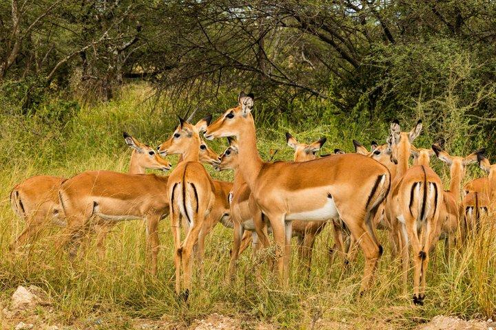 Dagstur til Arusha National Park