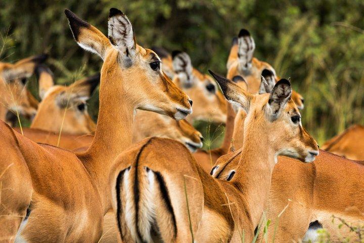 Dagstur til Arusha National Park