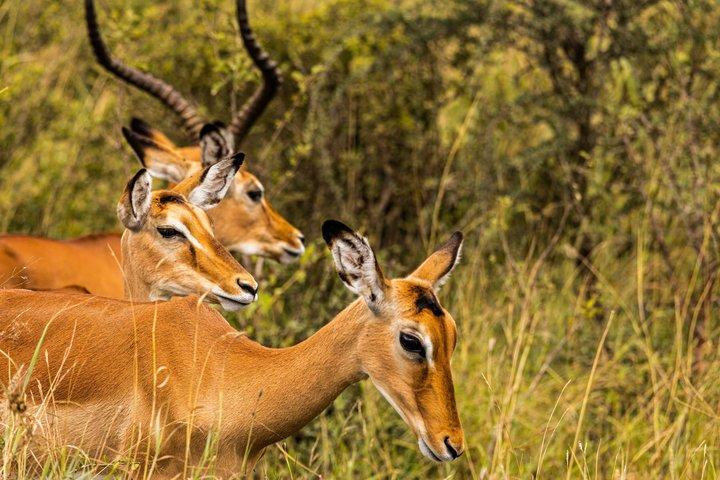 Dagstur til Arusha National Park