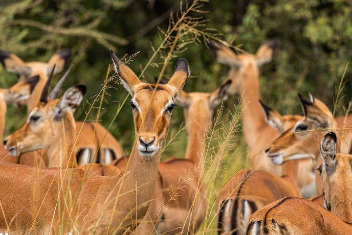 Dagstur til Arusha National Park