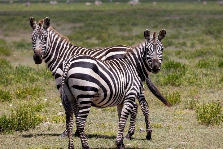 Dagstur til Arusha National Park