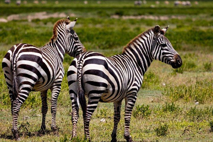 Dagstur til Arusha National Park