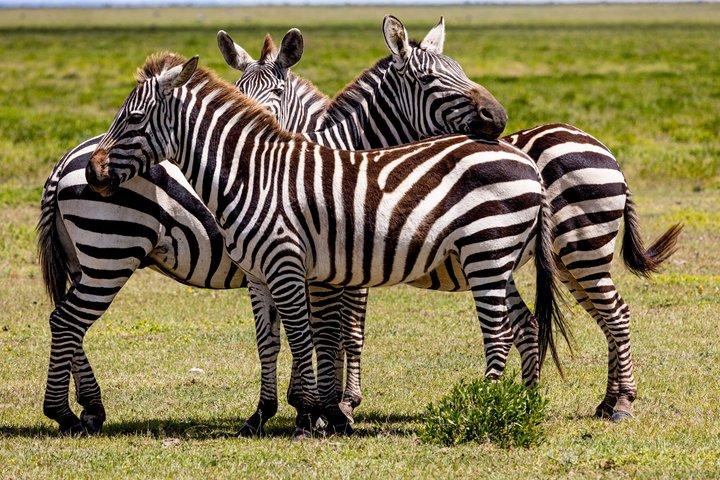 Dagstur til Arusha National Park