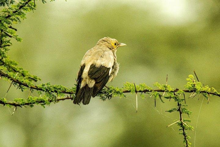 Dagstur til Arusha National Park