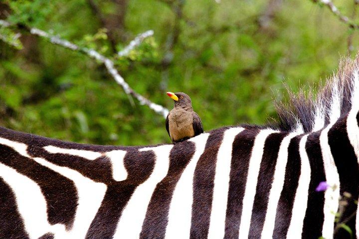 Dagstur til Arusha National Park