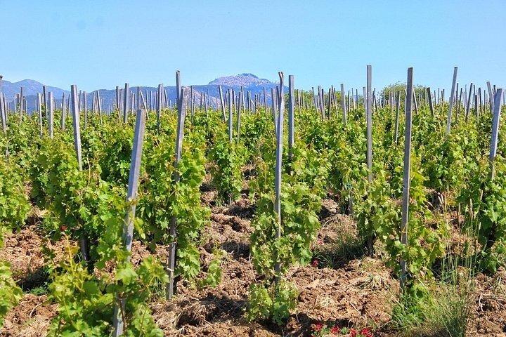 Degustação Privada de Vinhos e Passeio com Almoço a partir de Cefalù