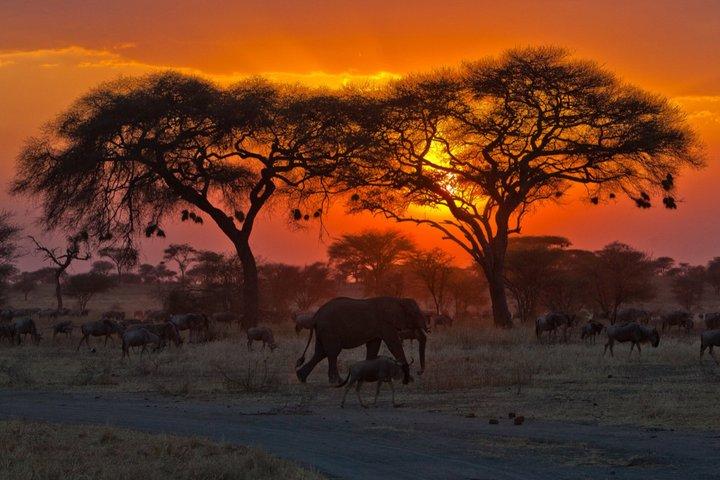 Private 2 Day Safari Tarangire and Ngorongoro Crater from Arusha