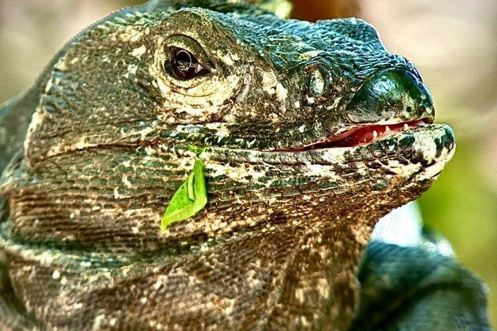 マヌエル・アントニオ国立公園：入場料込みのガイド付きツアー